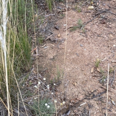 Leucochrysum albicans subsp. tricolor (Hoary Sunray) at Black Mountain - 18 Mar 2021 by Kym