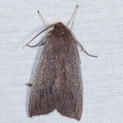 Palleopa innotata (Finely-streaked Crest-moth) at Tidbinbilla Nature Reserve - 12 Mar 2021 by kasiaaus