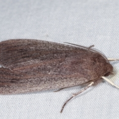 Palleopa innotata at Paddys River, ACT - 12 Mar 2021