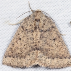 Amelora (genus) (Nacophorini (Ennominae)) at Paddys River, ACT - 12 Mar 2021 by kasiaaus