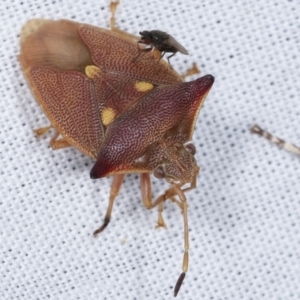 Hiarchas angularis at Paddys River, ACT - 12 Mar 2021