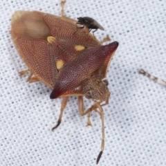 Hiarchas angularis (A shield bug) at Paddys River, ACT - 12 Mar 2021 by kasiaaus