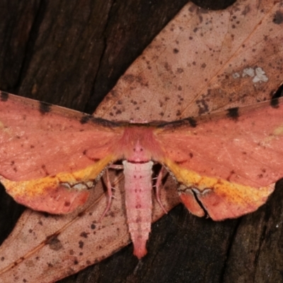 Parepisparis lutosaria (Bright Twisted Moth) at Paddys River, ACT - 12 Mar 2021 by kasiaaus