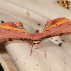 Parepisparis lutosaria at Paddys River, ACT - 12 Mar 2021