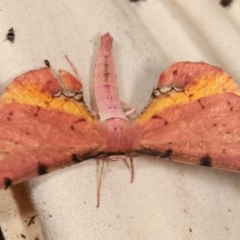 Parepisparis lutosaria at Paddys River, ACT - 12 Mar 2021