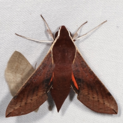 Hippotion scrofa (Coprosma Hawk Moth) at Paddys River, ACT - 12 Mar 2021 by kasiaaus