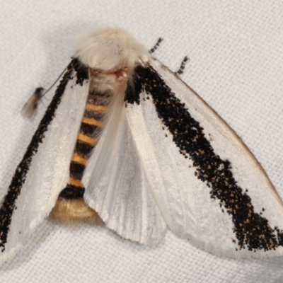 Oenosandra boisduvalii (Boisduval's Autumn Moth) at Tidbinbilla Nature Reserve - 12 Mar 2021 by kasiaaus