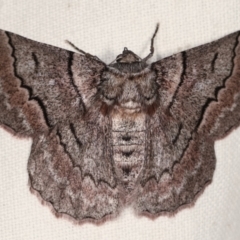 Hypobapta (genus) (A Geometer moth) at Tidbinbilla Nature Reserve - 12 Mar 2021 by kasiaaus