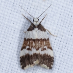 Halone sejuncta (Variable Halone) at Tidbinbilla Nature Reserve - 12 Mar 2021 by kasiaaus