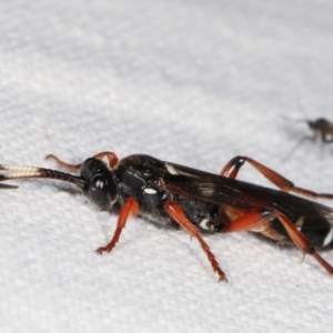 Ichneumon promissorius at Paddys River, ACT - 12 Mar 2021 11:28 PM