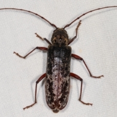 Phacodes obscurus (Longhorn Beetle) at Tidbinbilla Nature Reserve - 12 Mar 2021 by kasiaaus