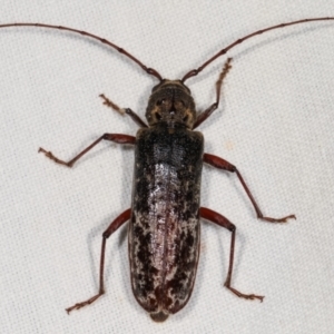 Phacodes obscurus at Paddys River, ACT - 12 Mar 2021