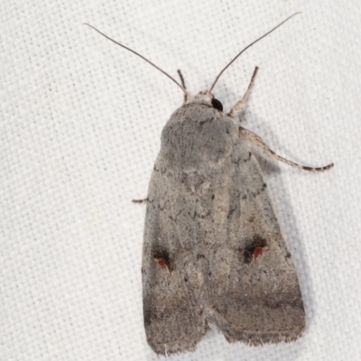 Proteuxoa tibiata (Horseshoe Noctuid) at Paddys River, ACT - 12 Mar 2021 by kasiaaus