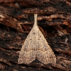 Trigonistis asthenopa (Tiny Snout) at Paddys River, ACT - 12 Mar 2021 by kasiaaus