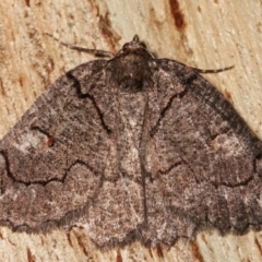 Austroterpna undescribed species (A Geometer moth (Geometrinae)) at Paddys River, ACT - 12 Mar 2021 by kasiaaus