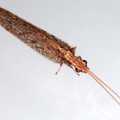 Stenosmylus tenuis (Osmylid lacewing) at Ainslie, ACT - 17 Mar 2021 by jb2602