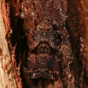 Dipsiathus obscurifrons at Paddys River, ACT - 12 Mar 2021 11:37 PM