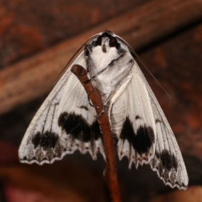 Paraterpna undescribed species nr harrisoni at Paddys River, ACT - 13 Mar 2021 by kasiaaus