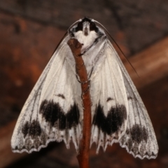 Paraterpna undescribed species nr harrisoni at Paddys River, ACT - 13 Mar 2021 12:21 AM