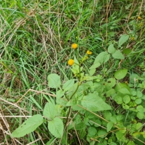 Bidens pilosa at Jerrabomberra, ACT - 17 Mar 2021