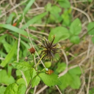 Bidens pilosa at Jerrabomberra, ACT - 17 Mar 2021