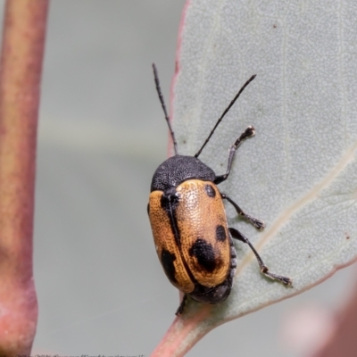 Cadmus (Cadmus) litigiosus (Leaf beetle) at Woodstock Nature Reserve - 18 Mar 2021 by Roger