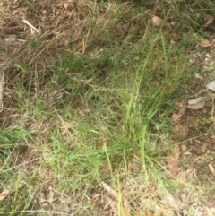 Panicum effusum (Hairy Panic Grass) at Flea Bog Flat to Emu Creek Corridor - 18 Mar 2021 by JohnGiacon