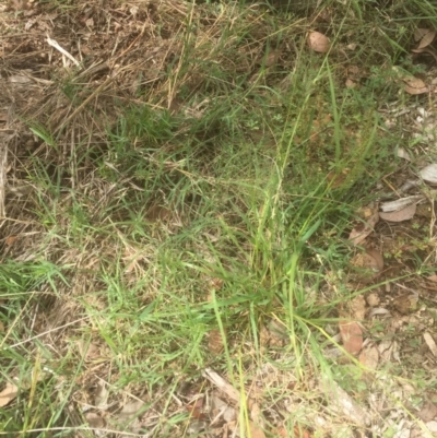 Panicum effusum (Hairy Panic Grass) at Belconnen, ACT - 18 Mar 2021 by jgiacon