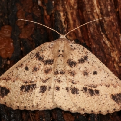 Casbia tetramera at Tidbinbilla Nature Reserve - 12 Mar 2021 by kasiaaus