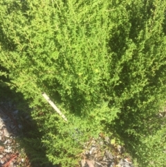 Dysphania pumilio (Small Crumbweed) at Flea Bog Flat to Emu Creek Corridor - 15 Mar 2021 by JohnGiacon