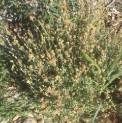 Pseudognaphalium luteoalbum (Jersey Cudweed) at Emu Creek - 15 Mar 2021 by JohnGiacon