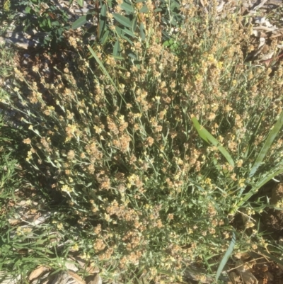 Pseudognaphalium luteoalbum (Jersey Cudweed) at Belconnen, ACT - 15 Mar 2021 by jgiacon