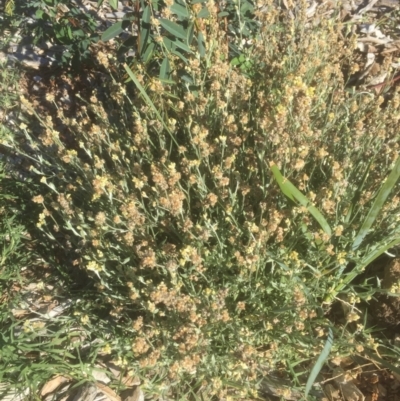 Pseudognaphalium luteoalbum (Jersey Cudweed) at Belconnen, ACT - 15 Mar 2021 by JohnGiacon