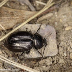 Adelium pustulosum (Darkling beetle) at Bimberi, NSW - 6 Mar 2021 by JonSteinbeck