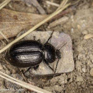 Adelium pustulosum at Bimberi, NSW - 6 Mar 2021 08:10 PM