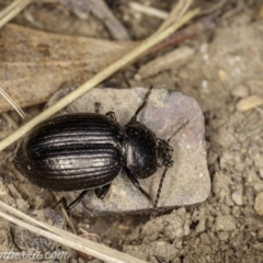 Adelium pustulosum (Darkling beetle) at Kosciuszko National Park - 6 Mar 2021 by BIrdsinCanberra