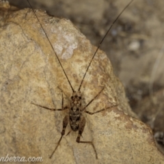 Cavernotettix sp. (genus) (Cave Cricket) at Kosciuszko National Park - 6 Mar 2021 by BIrdsinCanberra