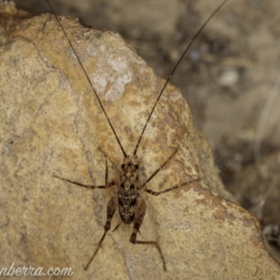 Cavernotettix sp. (genus) (Cave Cricket) at Bimberi, NSW - 6 Mar 2021 by JonSteinbeck