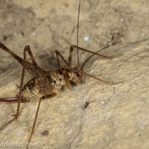 Cavernotettix sp. (genus) at Bimberi, NSW - 6 Mar 2021 08:20 PM