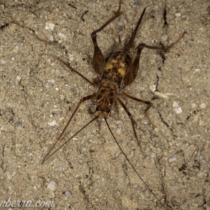 Cavernotettix sp. (genus) at Bimberi, NSW - 6 Mar 2021 08:20 PM