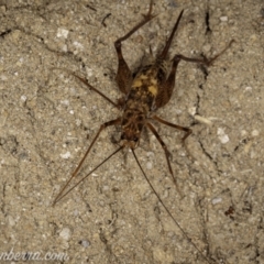 Cavernotettix sp. (genus) at Bimberi, NSW - 6 Mar 2021