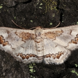 Dithalama cosmospila at Paddys River, ACT - 12 Mar 2021 11:46 PM