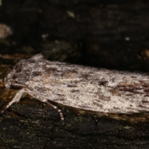 Agriophara dyscapna at Paddys River, ACT - 12 Mar 2021 11:47 PM