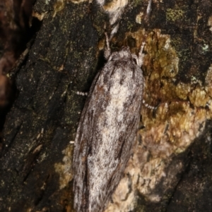 Agriophara dyscapna at Paddys River, ACT - 12 Mar 2021 11:47 PM