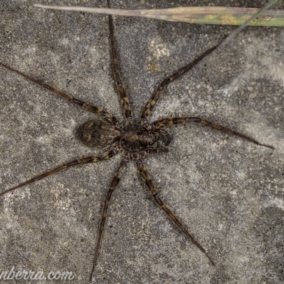 Unidentified Other hunting spider at Cooleman, NSW - 6 Mar 2021 by BIrdsinCanberra