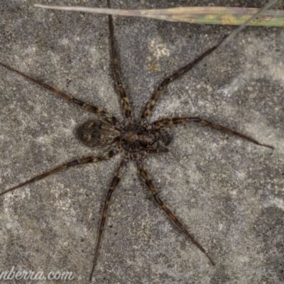 Miturga sp. (genus) at Cooleman, NSW - 6 Mar 2021 by JonSteinbeck