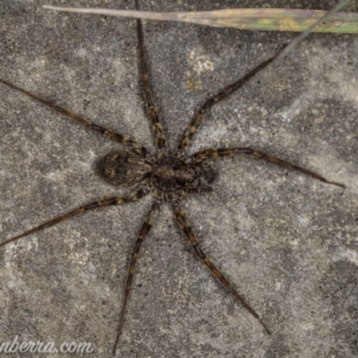 Miturga sp. (genus) at Cooleman, NSW - 6 Mar 2021 by BIrdsinCanberra