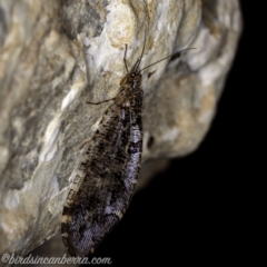 Australysmus neboissi (Osmylid lacewing) at Kosciuszko National Park - 6 Mar 2021 by BIrdsinCanberra