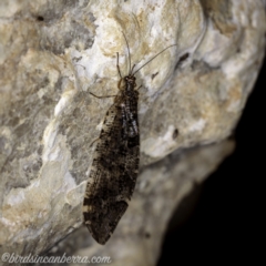 Australysmus neboissi at Bimberi, NSW - 6 Mar 2021 08:30 PM