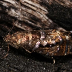 Glyphipterix undescribed species nr isozela at Paddys River, ACT - 12 Mar 2021 11:50 PM